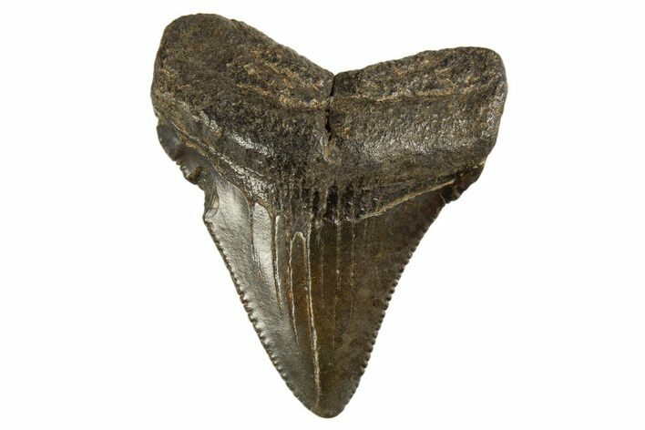 Serrated, Juvenile Megalodon Tooth - South Carolina #312128